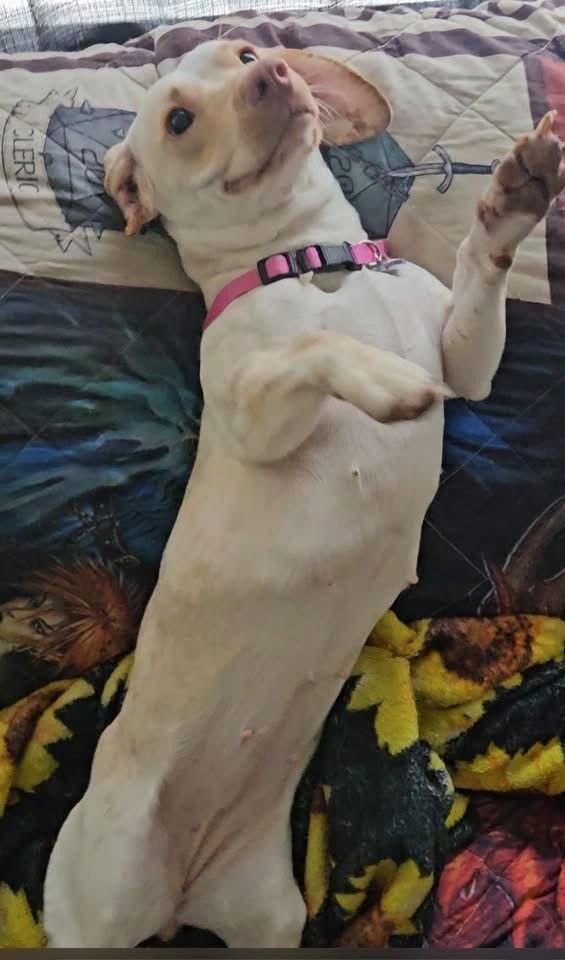 Enlarge DRUT UTAH LADY, a Adoptable mixed breed in Los Angeles, CA image 2/3