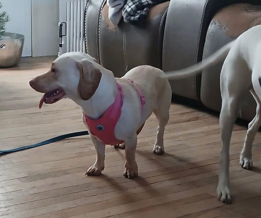 Enlarge DRUT UTAH LADY, a Adoptable mixed breed in Los Angeles, CA image 3/3