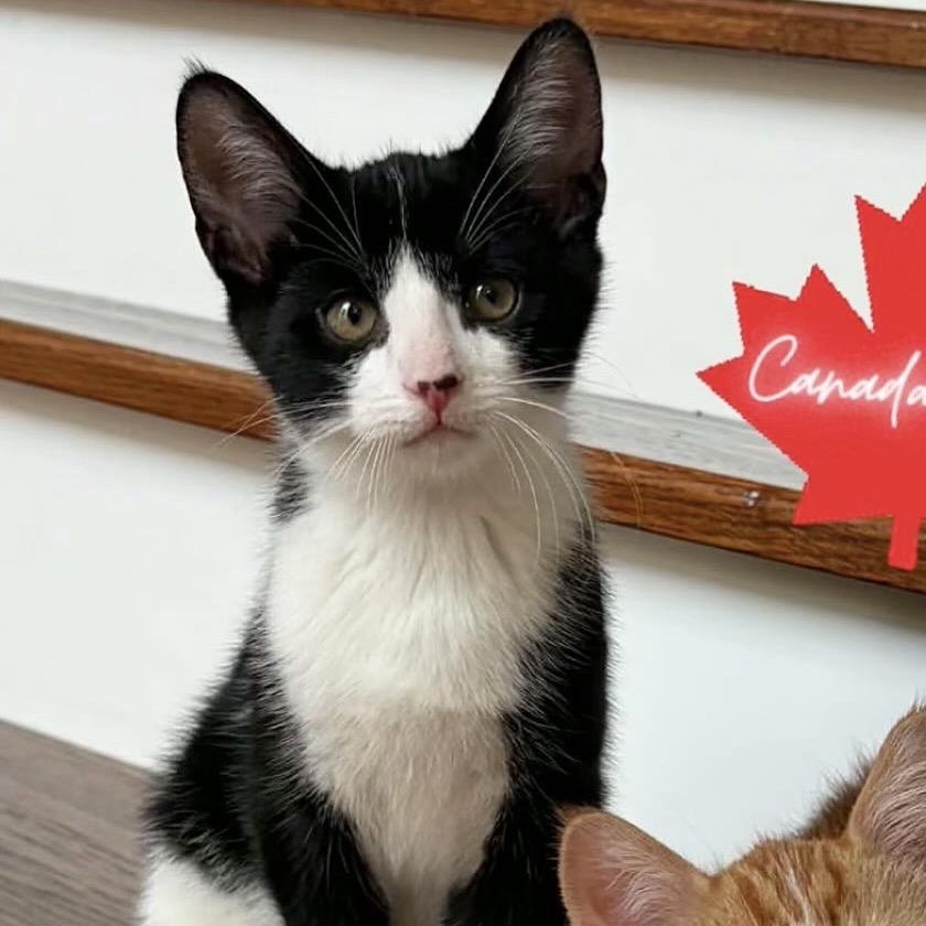 Westdale (Dale), a ADOPTABLE Domestic Short Hair in Brantford, ON image 2/5