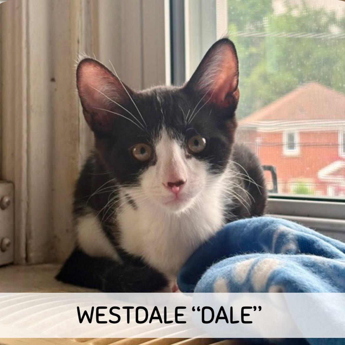 Westdale (Dale), ADOPTABLE, Kitten Male Domestic Short Hair.
