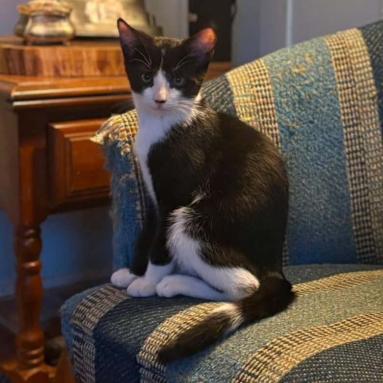 Westdale (Dale), a ADOPTABLE Domestic Short Hair in Brantford, ON image 3/5
