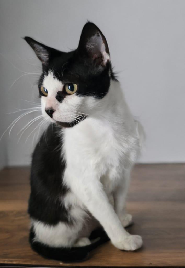 Enlarge Flora, a Adoptable Domestic Short Hair in Rockledge, FL image 4/4