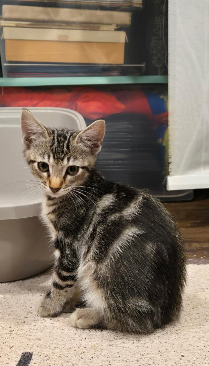 Bram Stoker, Adoptable, Kitten Male Tabby.
