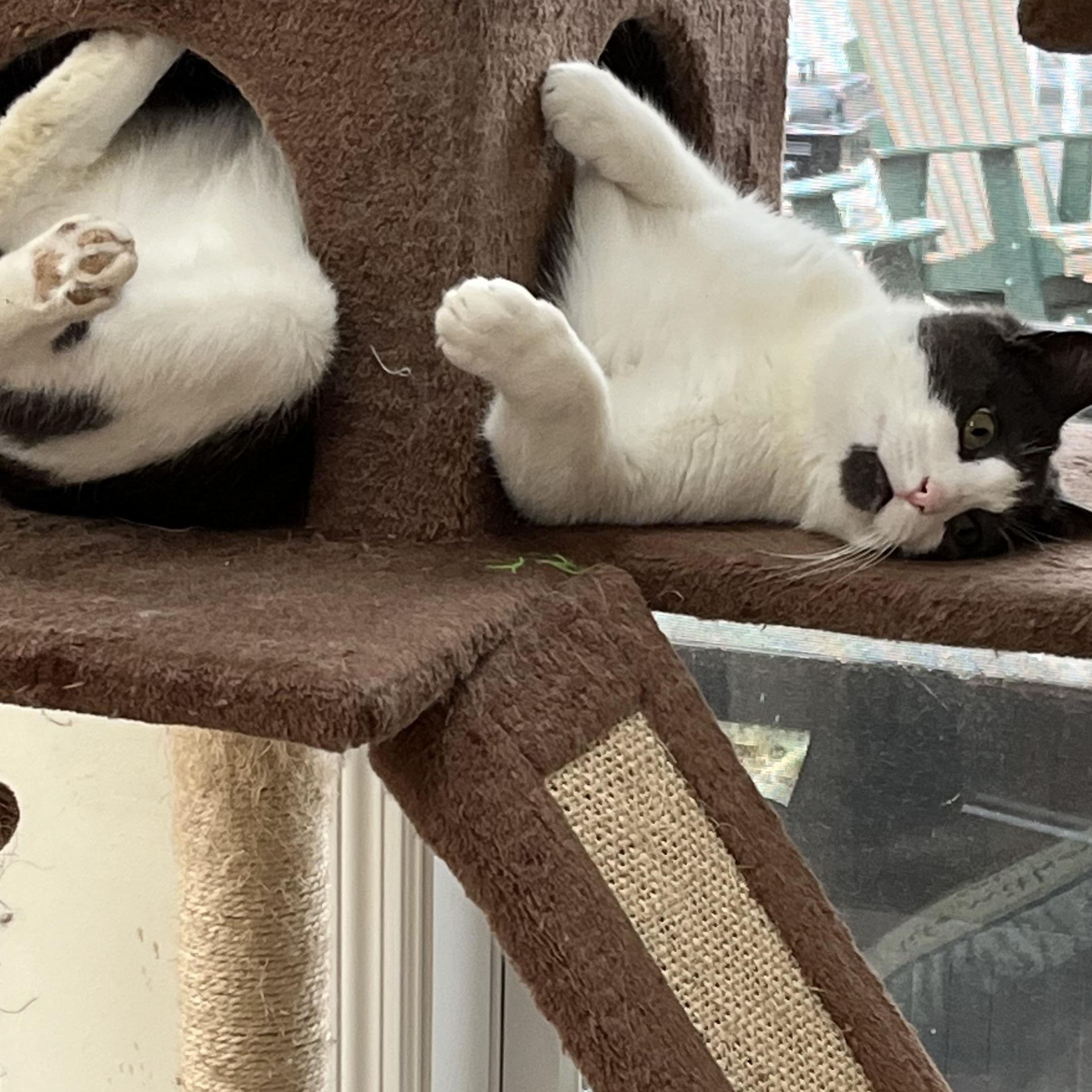 Enlarge Murphy, a Adoptable mixed breed in Scranton, PA image 2/5