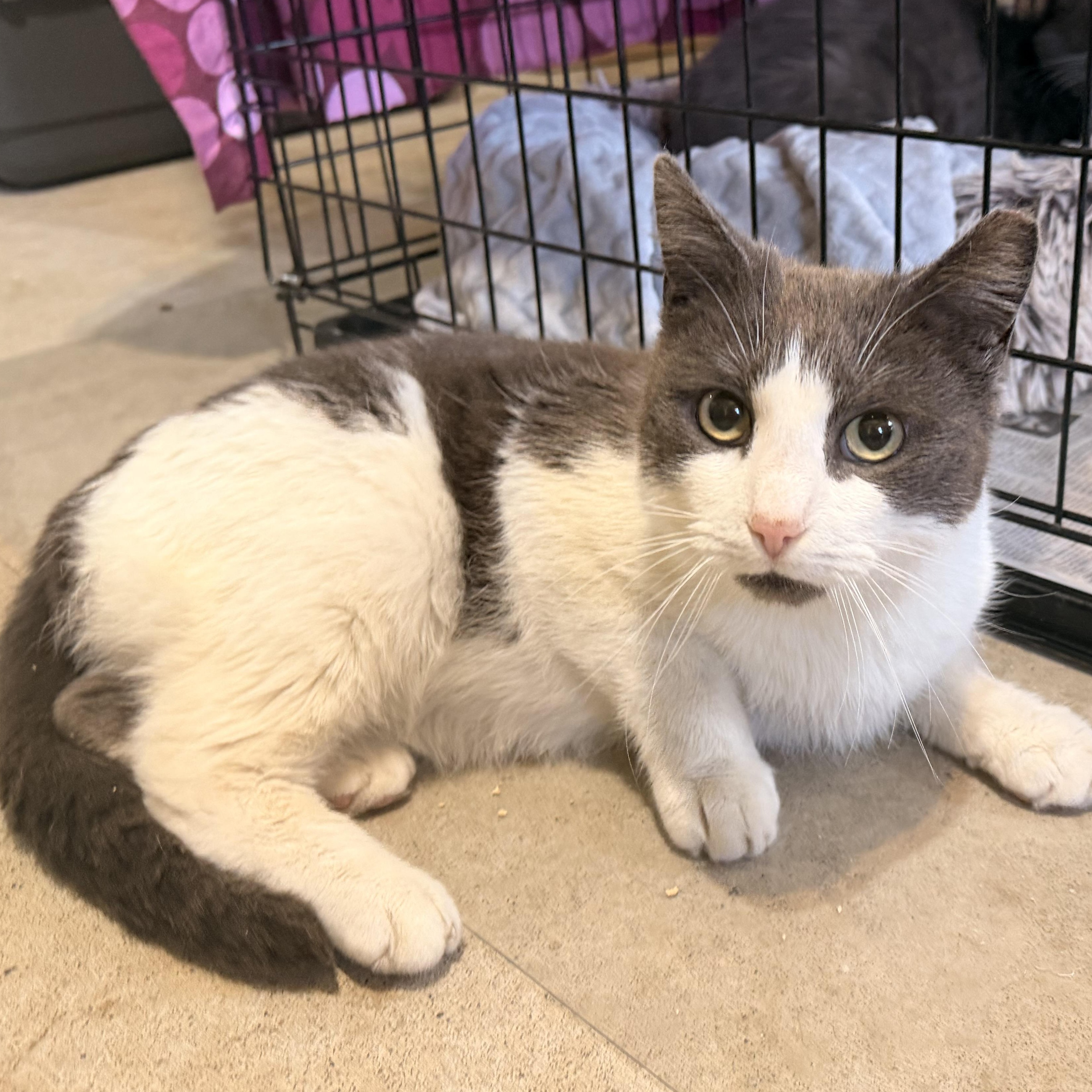 Murphy, Adoptable, Adult Male Domestic Short Hair.