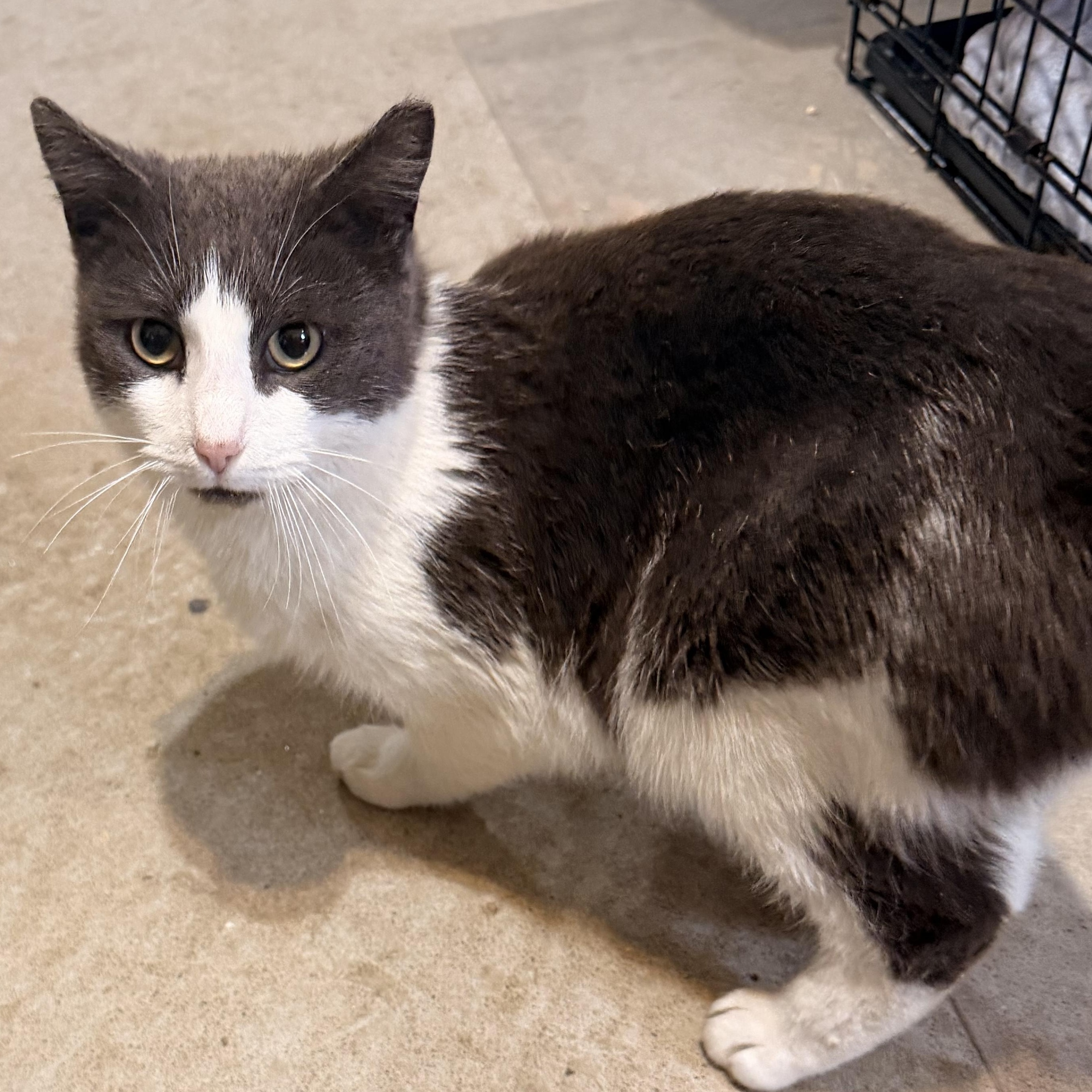 Enlarge Murphy, a Adoptable mixed breed in Scranton, PA image 4/5