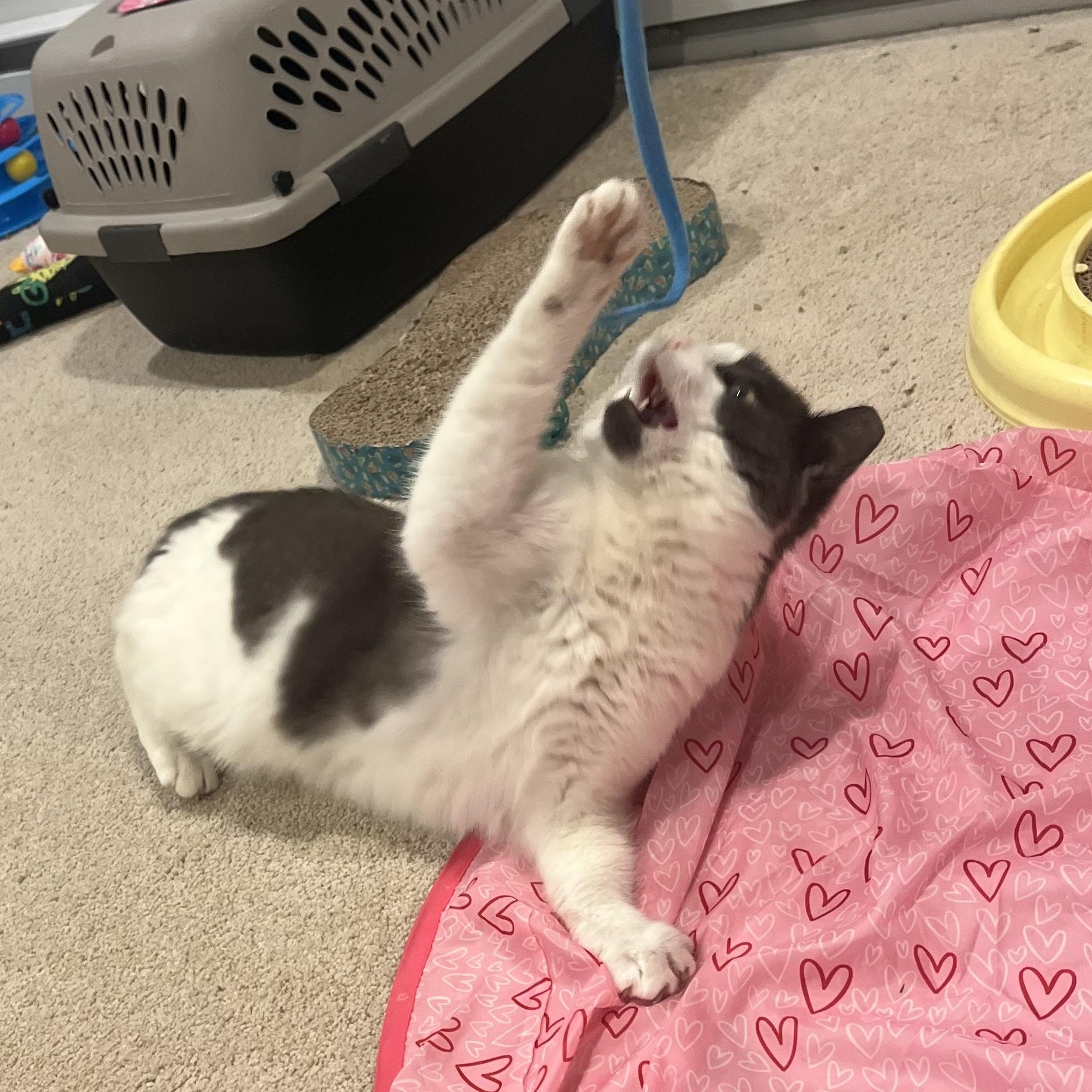 Enlarge Murphy, a Adoptable mixed breed in Scranton, PA image 5/5