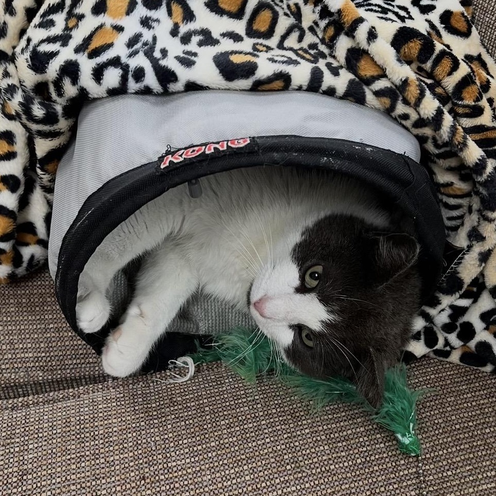 Enlarge Murphy, a Adoptable mixed breed in Scranton, PA image 3/5