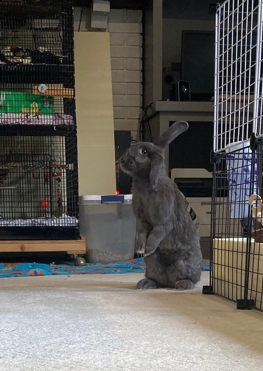 Enlarge Bluebell, a Adoptable mixed breed in Grand Rapids, MI image 3/4