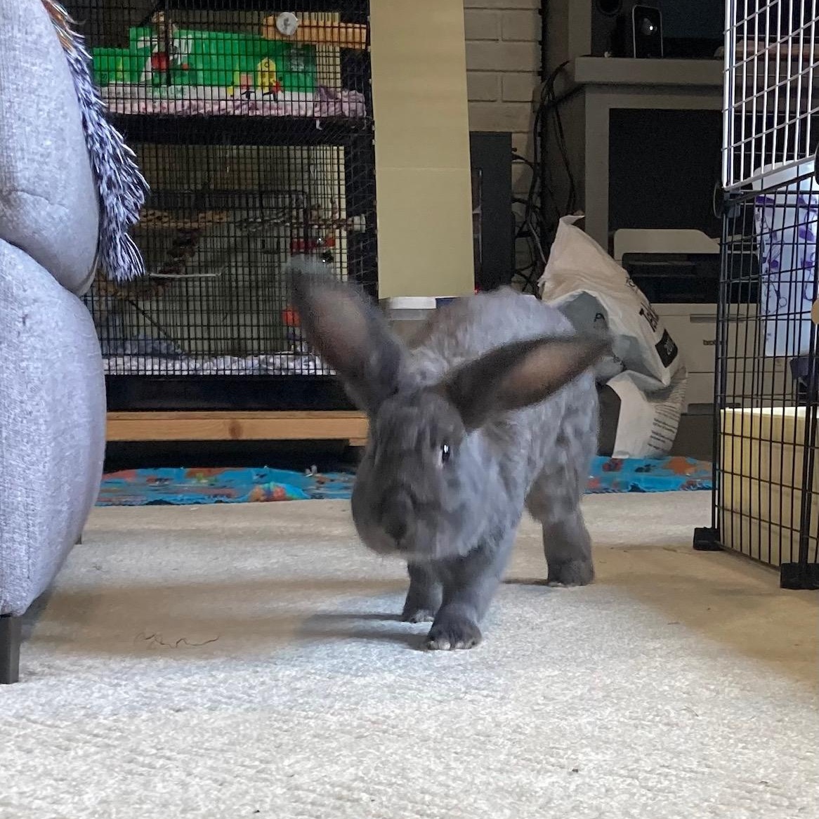 Enlarge Bluebell, a Adoptable mixed breed in Grand Rapids, MI image 2/4