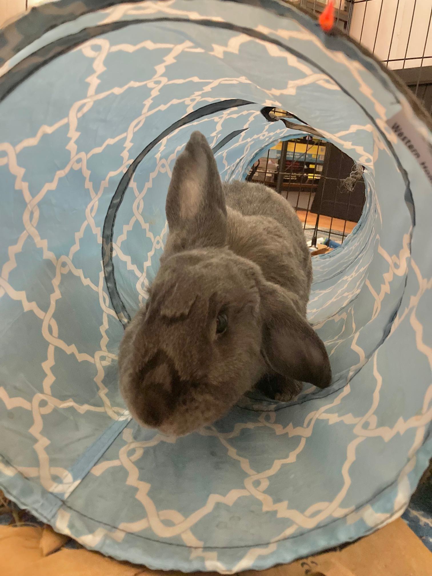 Enlarge Bluebell, a Adoptable mixed breed in Grand Rapids, MI image 4/4