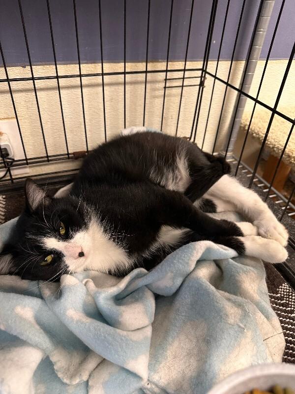 Juno, Adoptable, Adult Male Tuxedo.