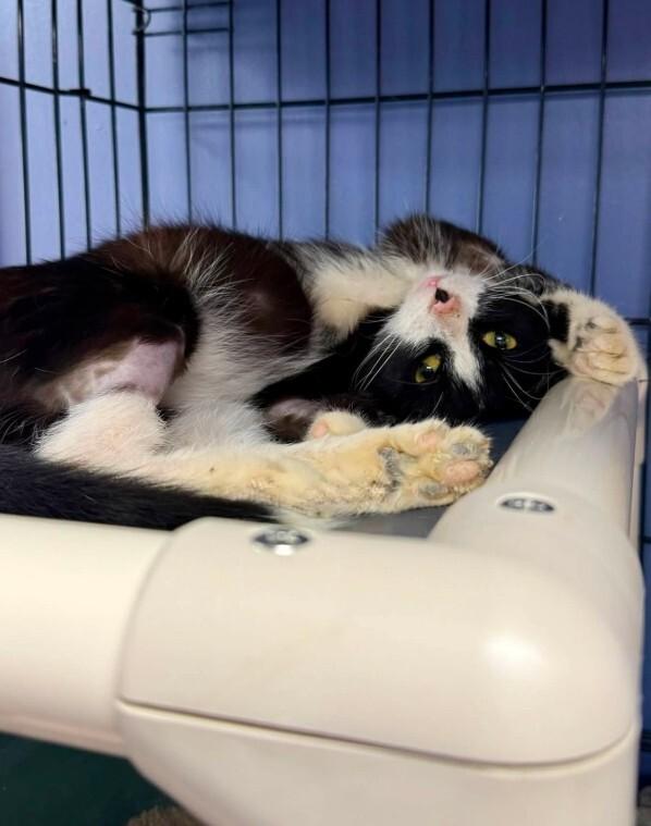 Enlarge Juno, a Adoptable mixed breed in Belton, MO image 3/5
