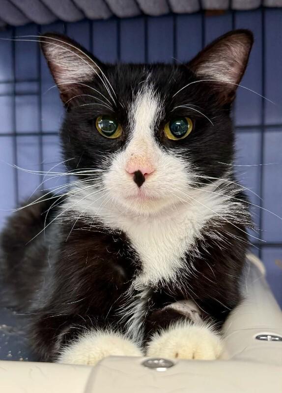 Enlarge Juno, a Adoptable mixed breed in Belton, MO image 4/5