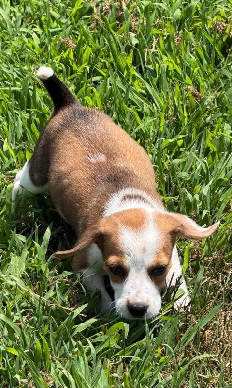 Alana, Adopted, Puppy Female Beagle.
