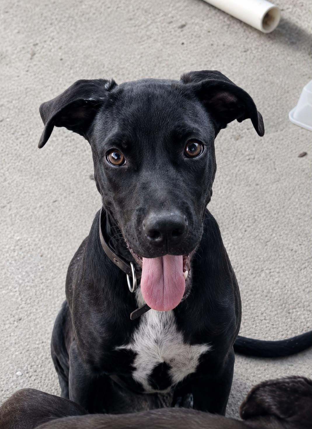 Enlarge Carboncito, a Adoptable mixed breed in Los Angeles, CA image 1/6