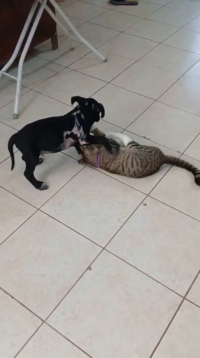 Enlarge Carboncito, a Adoptable mixed breed in Los Angeles, CA video 3/6