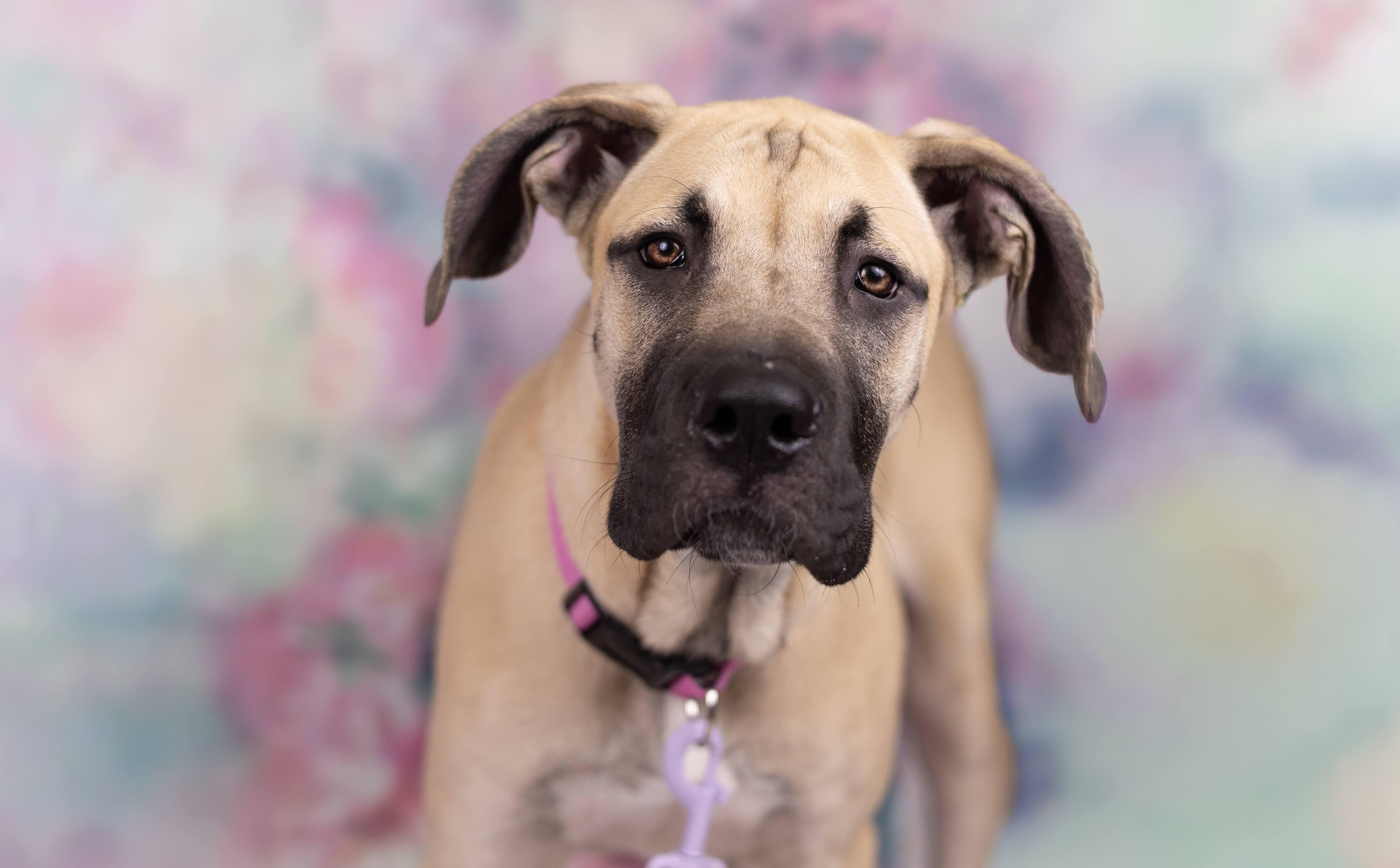 Caroline, ADOPTABLE, Puppy Female Great Dane & Mastiff.