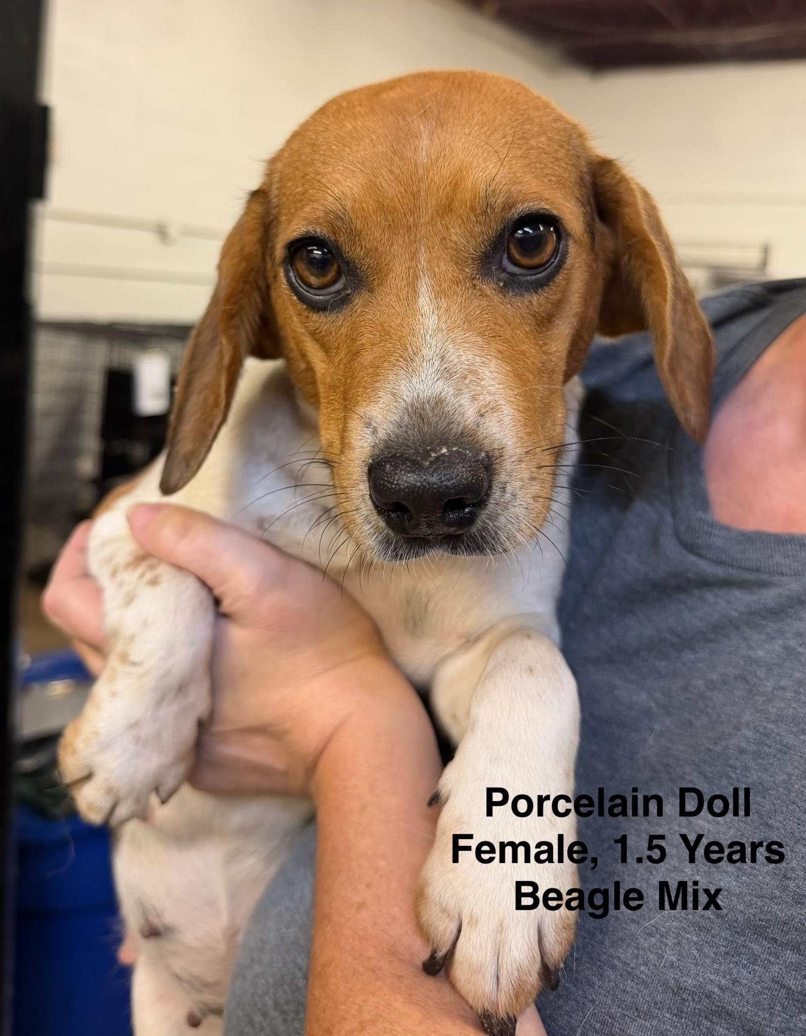 Porcelain Doll, Adoptable, Young Female Beagle.