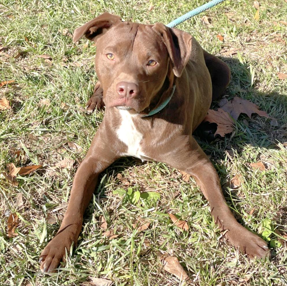 Enlarge Turner, a Adoptable mixed breed in Mount Arlington, NJ image 1/6