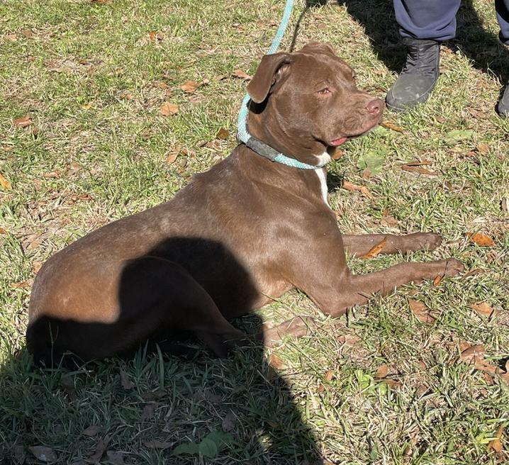 Enlarge Turner, a Adoptable mixed breed in Mount Arlington, NJ image 4/6