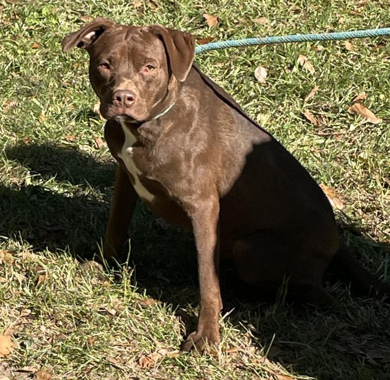 Turner, Adoptable, Young Male Boxer.