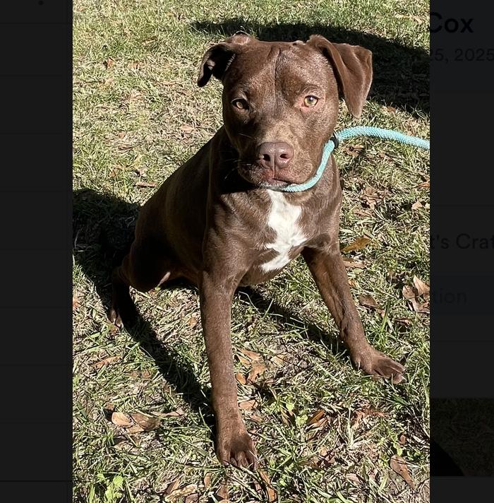 Enlarge Turner, a Adoptable mixed breed in Mount Arlington, NJ image 3/6