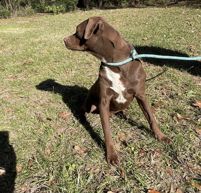 Enlarge Turner, a Adoptable mixed breed in Mount Arlington, NJ image 6/6