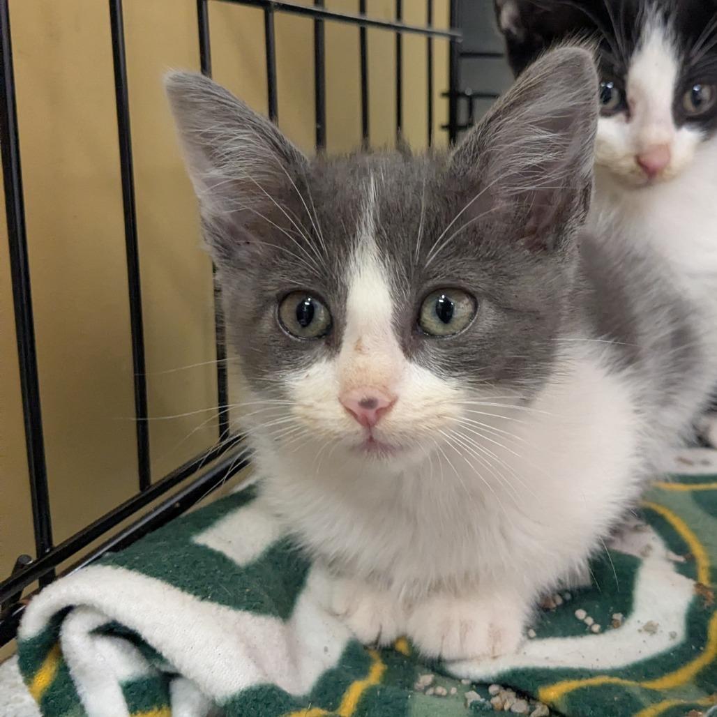 Ella, Adoptable, Kitten Female Domestic Short Hair.