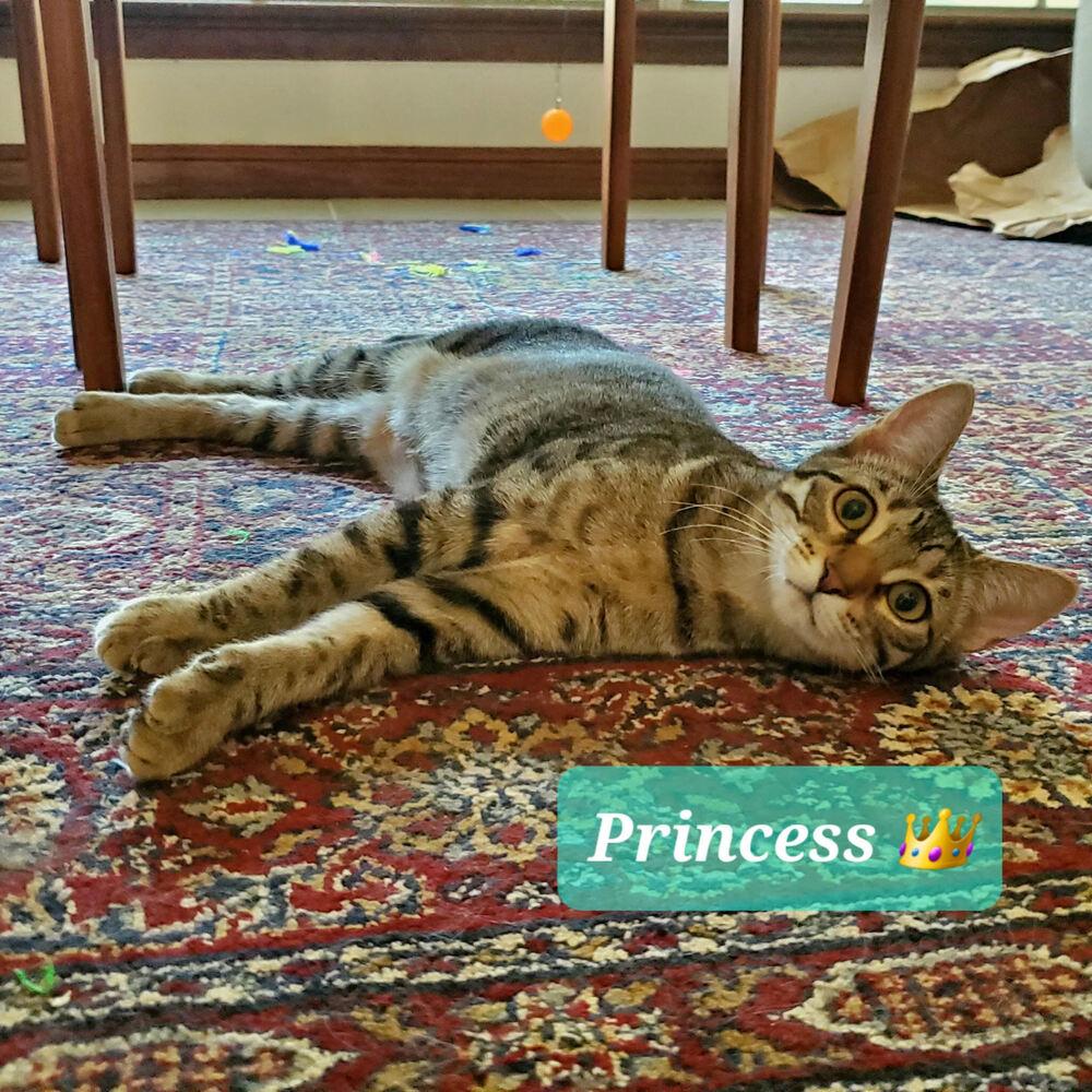 Princess, a Adoptable Domestic Short Hair in Covington, LA image 2/3