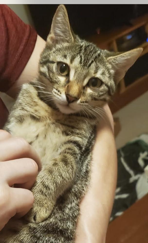 Princess, a Adoptable Domestic Short Hair in Covington, LA image 3/3