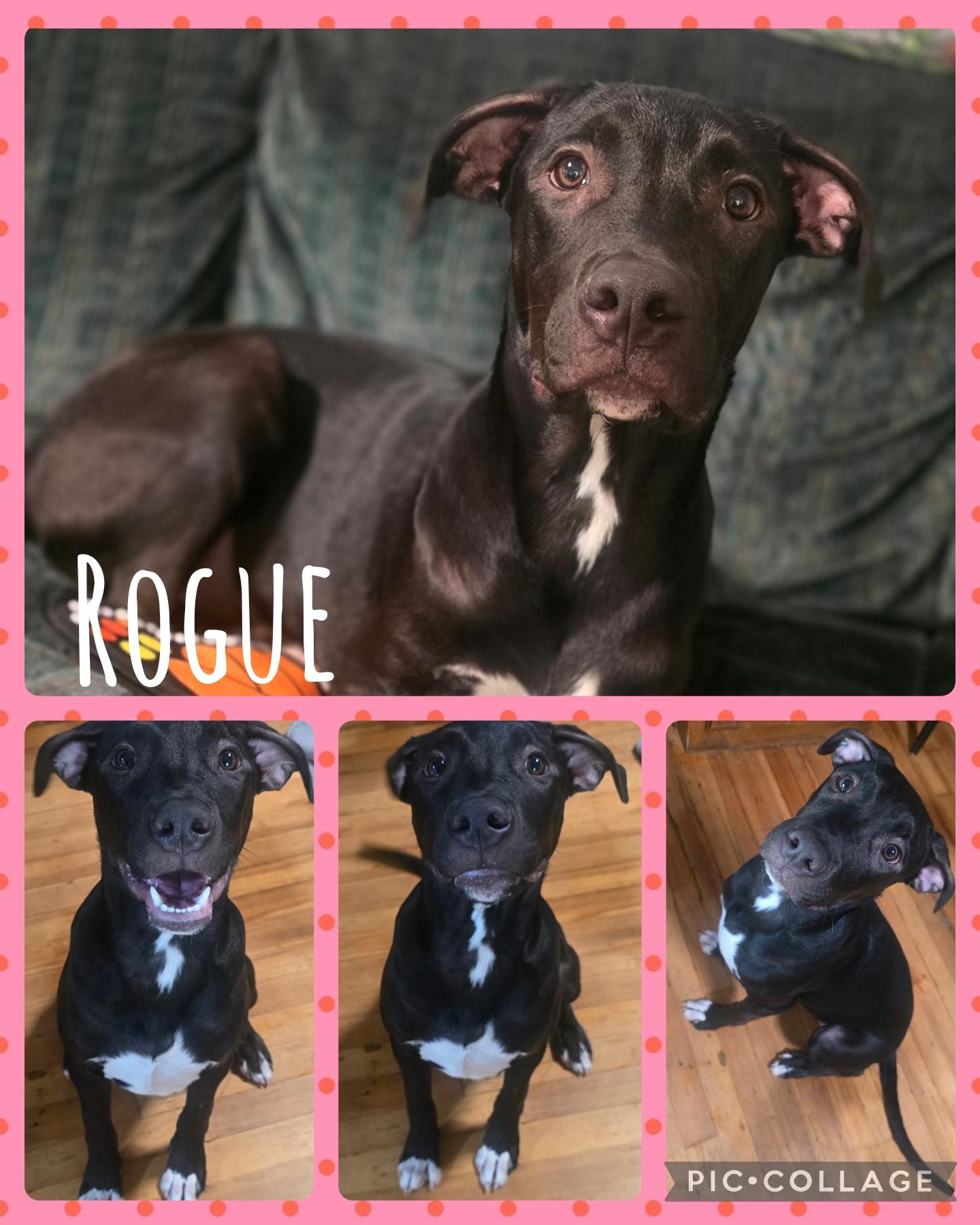 Rogue, Adoptable, Young Male Staffordshire Bull Terrier & Doberman Pinscher.