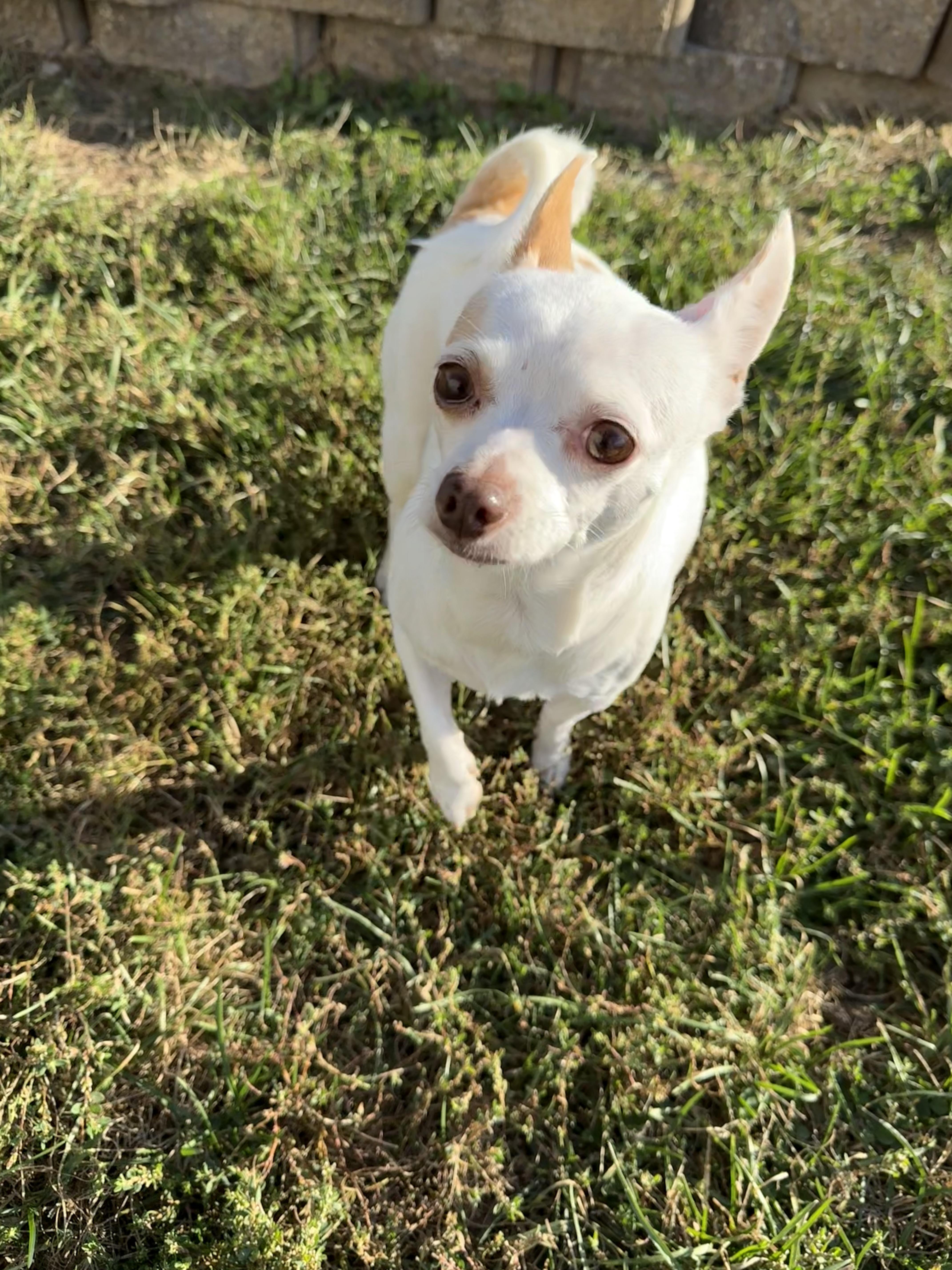 Wheezer, a Adoptable Chihuahua in Brazil, IN image 1/3