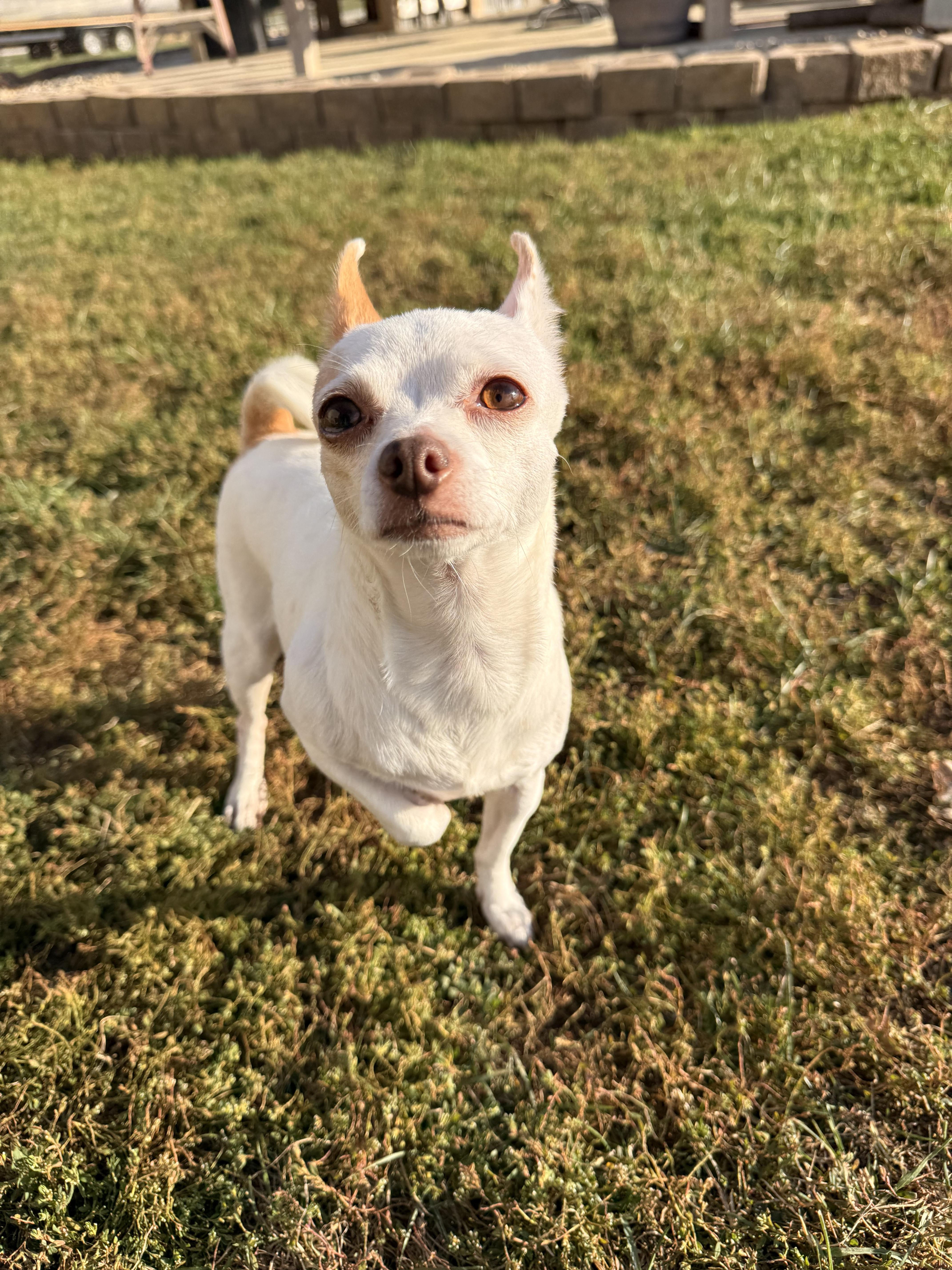 Wheezer, a Adoptable Chihuahua in Brazil, IN image 2/3