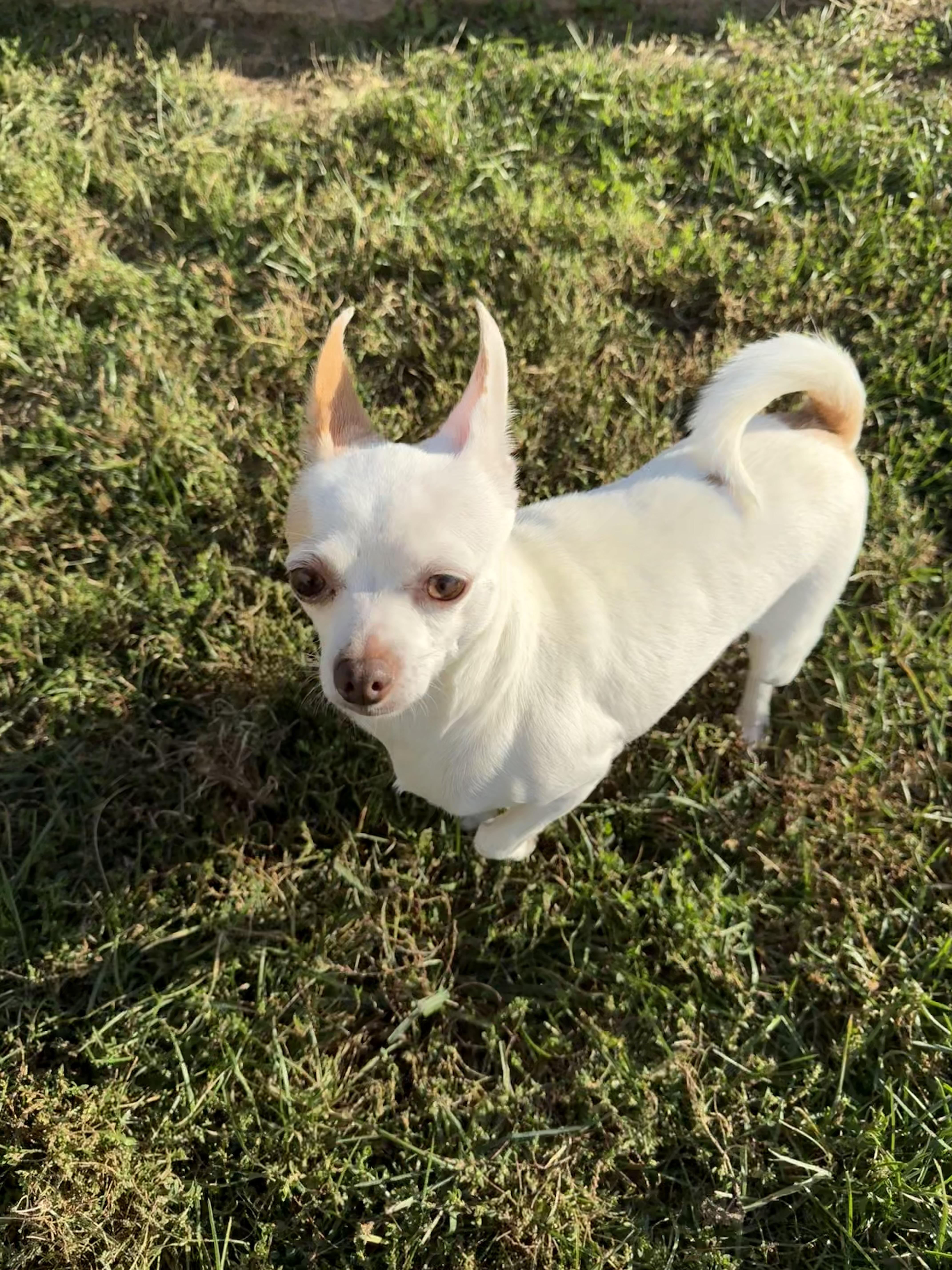 Wheezer, a Adoptable Chihuahua in Brazil, IN image 3/3