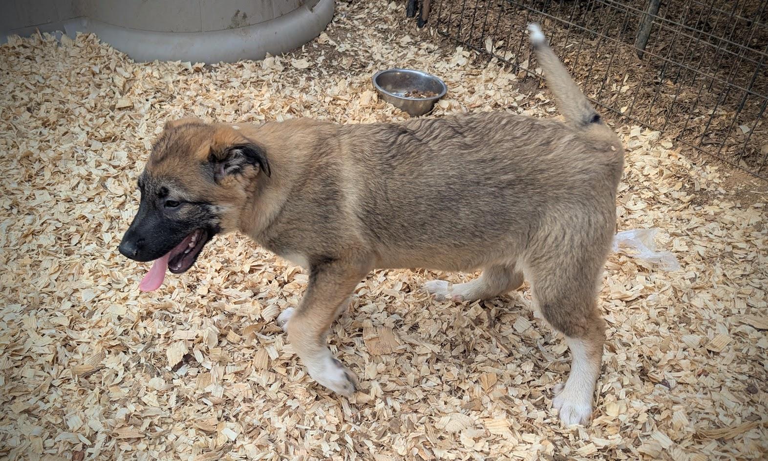 GODIVA — thumbnail 2