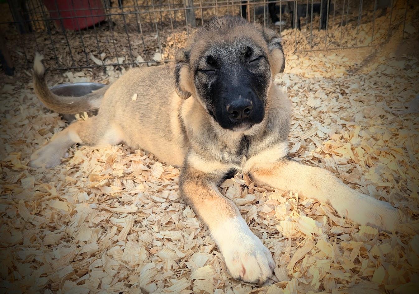 GODIVA — thumbnail 3