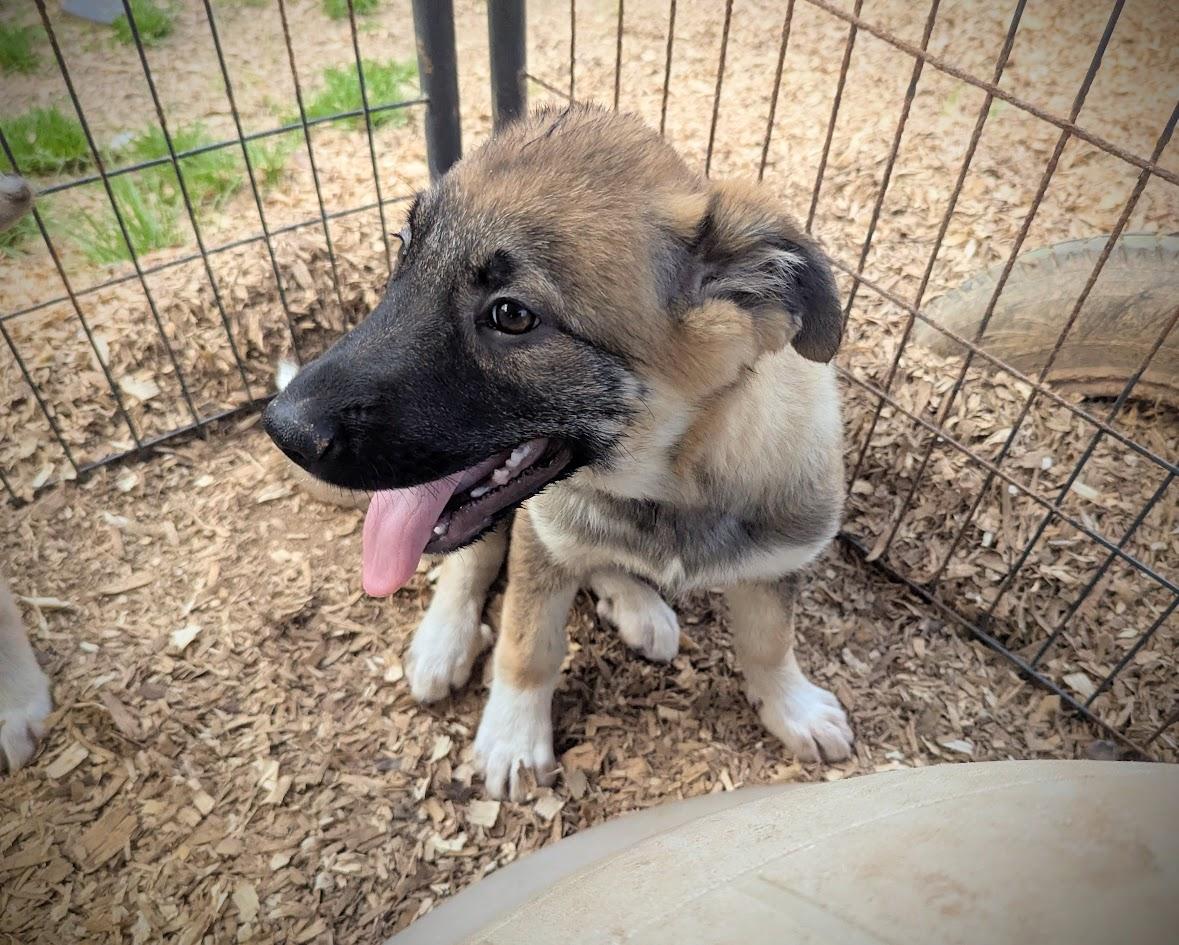 GODIVA — thumbnail 4