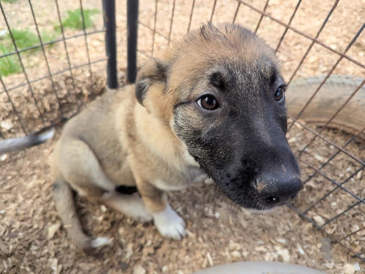 GODIVA — thumbnail 5