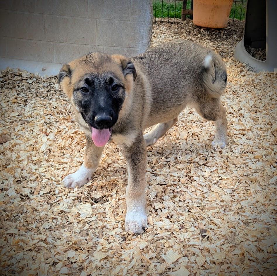 GODIVA — thumbnail 6