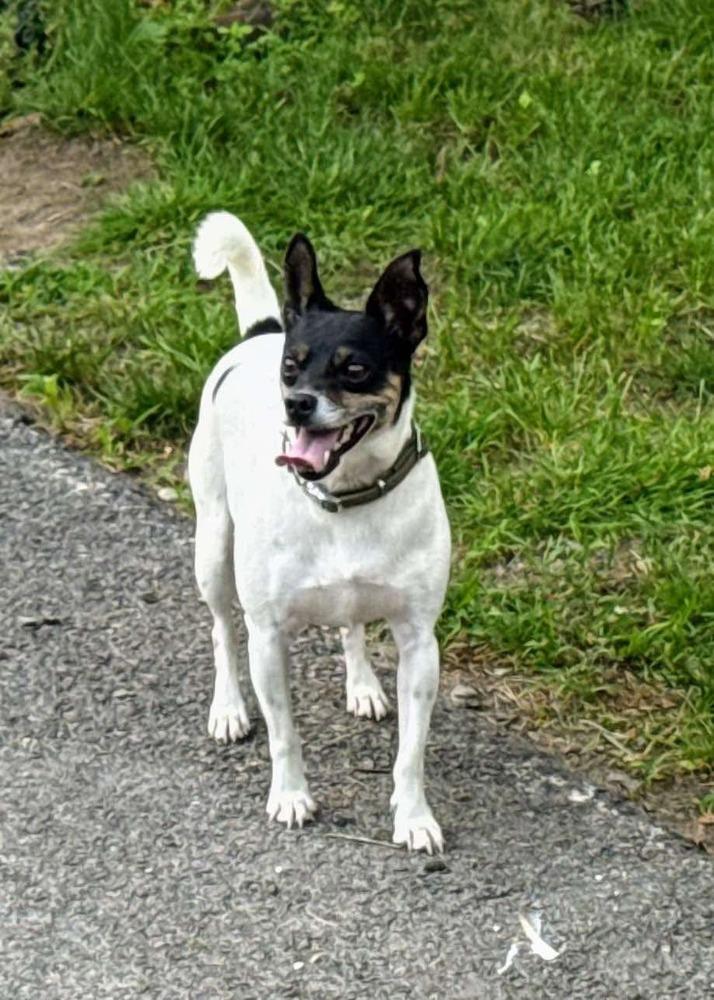 Lucky, Adoptable, Young Male Rat Terrier & Jack Russell Terrier.