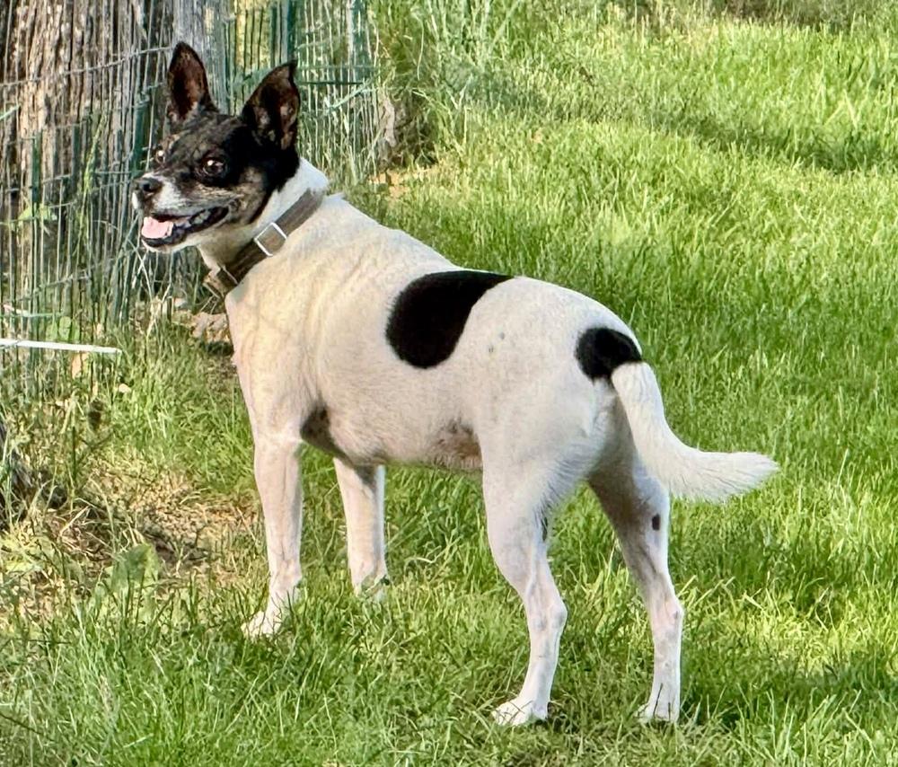 Enlarge Lucky, a Adoptable mixed breed in Middletown, CT image 2/6