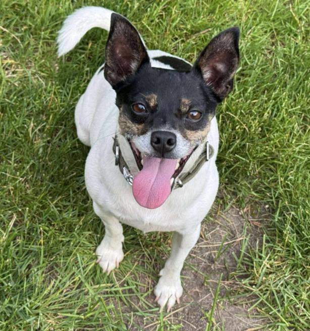Enlarge Lucky, a Adoptable mixed breed in Middletown, CT image 3/6