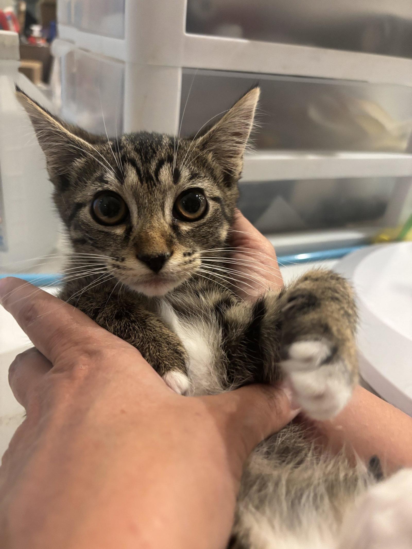 Marceline the Vampire Queen, Adopted, Young Female Domestic Short Hair.