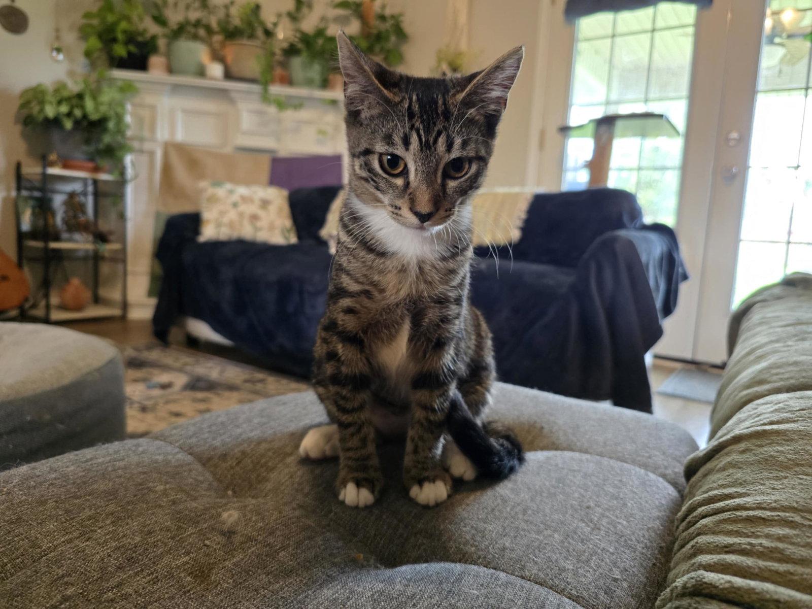 Marceline the Vampire Queen, a Adopted Domestic Short Hair in Camden, SC image 2/3