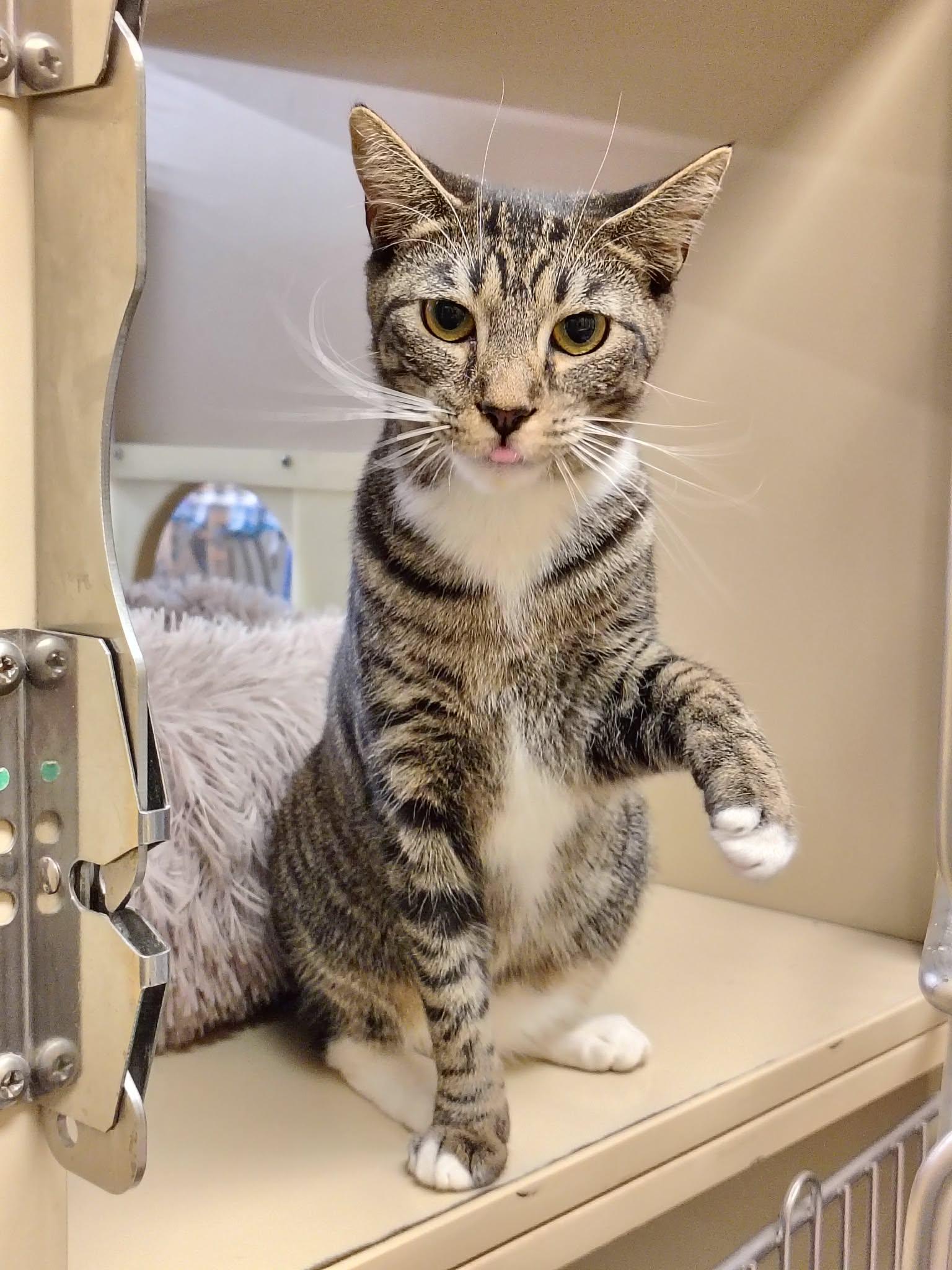 Marceline the Vampire Queen, a Adopted Domestic Short Hair in Camden, SC image 3/3