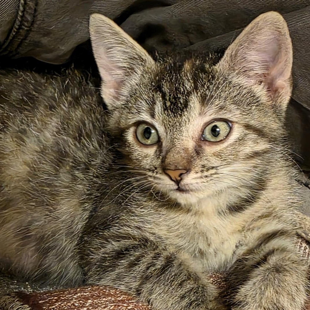 Sally Purcell, Adoptable, Kitten Female Domestic Short Hair.