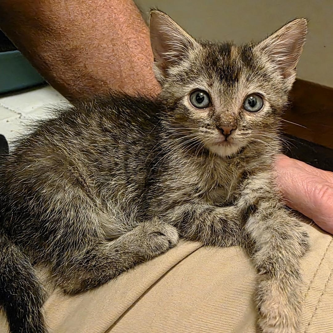 Enlarge Sally Purcell, a Adoptable mixed breed in Denver, CO image 6/6