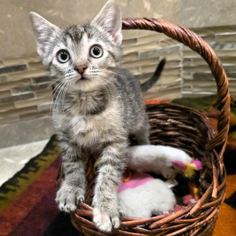 Enlarge Sally Purcell, a Adoptable mixed breed in Denver, CO image 5/6