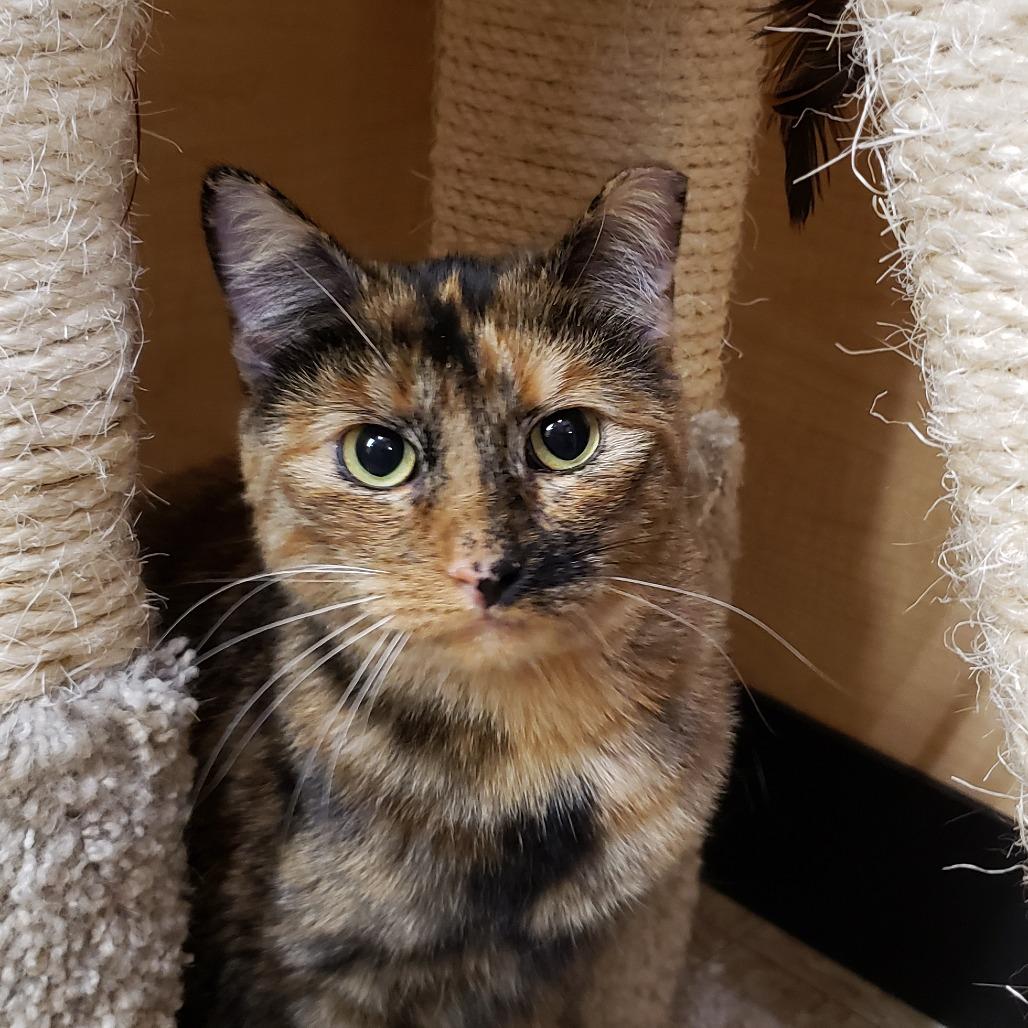 Priscilla 2, Adoptable, Adult Female Domestic Short Hair.